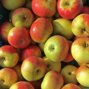 organic apples  - 1kg