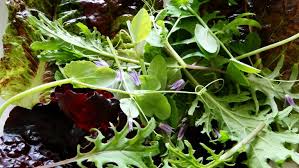 organic salad leaf/lettuce