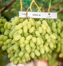 organic seedless grapes - 500g