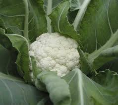 organic cauliflowers