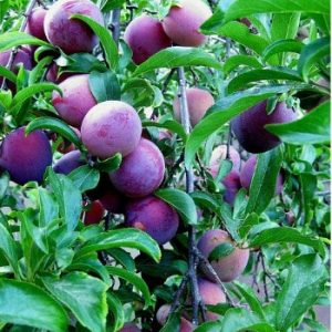 organic plums -500g