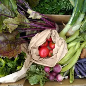 Fortnightly -   Veg Box Subscription - collection or local delivery only