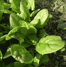 baby leaf organic spinach