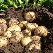 organic new potatoes - 1kg