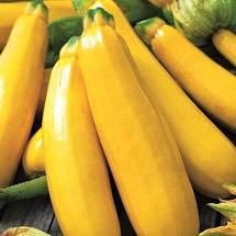 organic courgettes - 500g